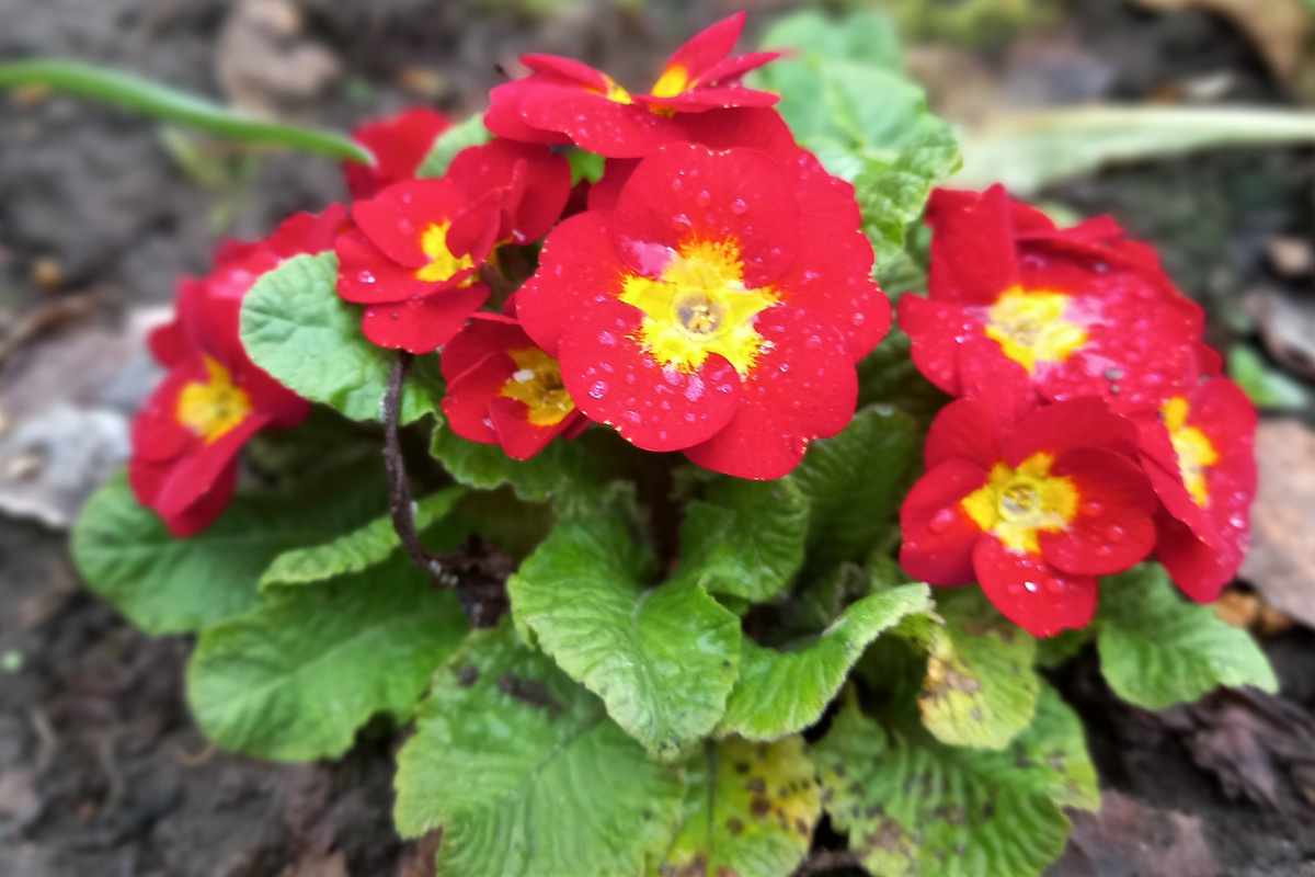 Примула бесстебельная.