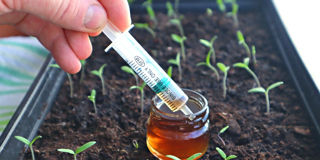 Когда появятся петельки, обработайте их янтарной кислотой. Через 5-6 дней используйте кальциевую селитру. Рассказываю рецепты.