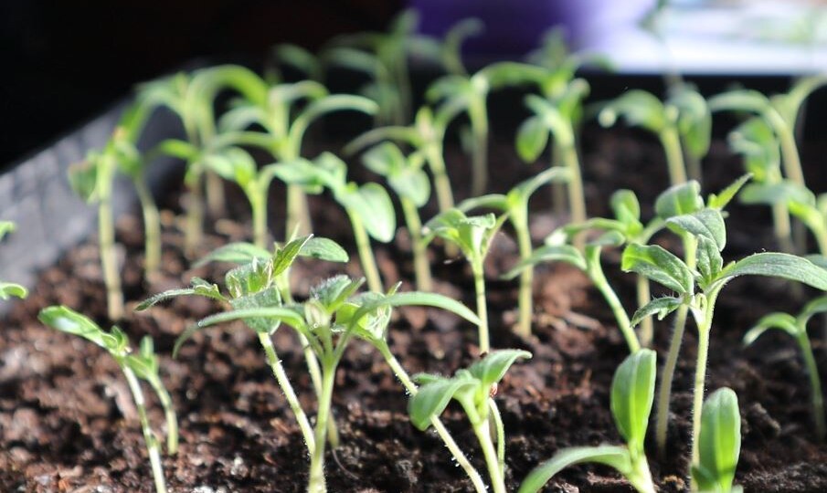 Когда появятся петельки, обработайте их раствором янтарной кислоты. Через 5-6 дней используйте кальциевую селитру. Вот как это сделать.