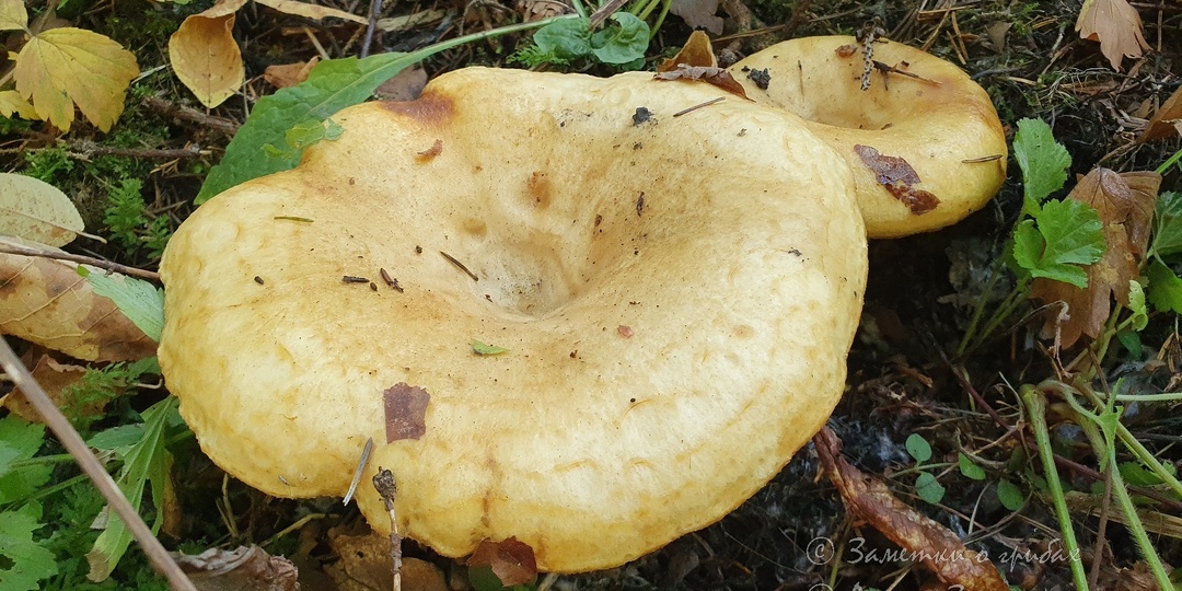 Груздь жёлтый (Lactarius scrobiculatus)