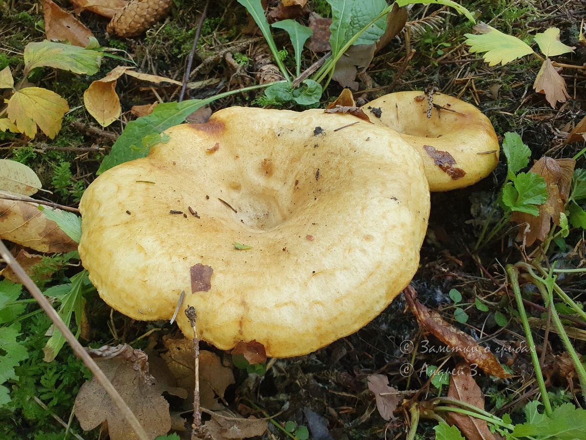 Груздь жёлтый (Lactarius scrobiculatus). Фото автора 07.09.2024