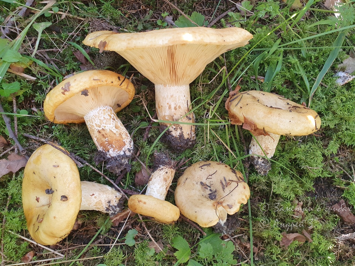Груздь жёлтый (Lactarius scrobiculatus). Фото автора 07.09.2024