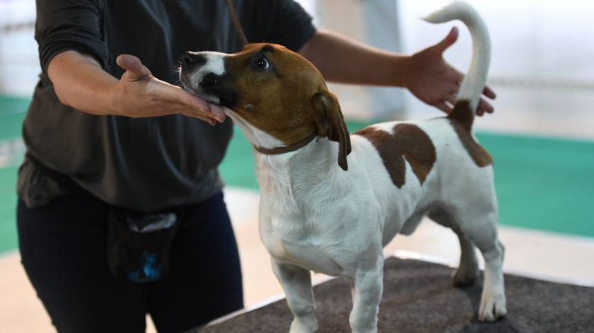    Фото: © РИА Новости/Екатерина Чеснокова