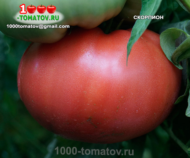 ТОМАТЫ – КРУПНОПЛОДНЫЕ, СУПЕР УРОЖАЙНЫЕ СОРТА ч 10