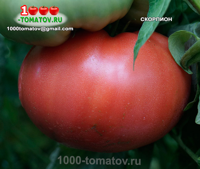Томат Скорпион фото 1