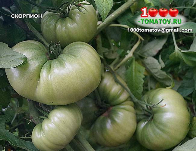 Томат Скорпион фото 2