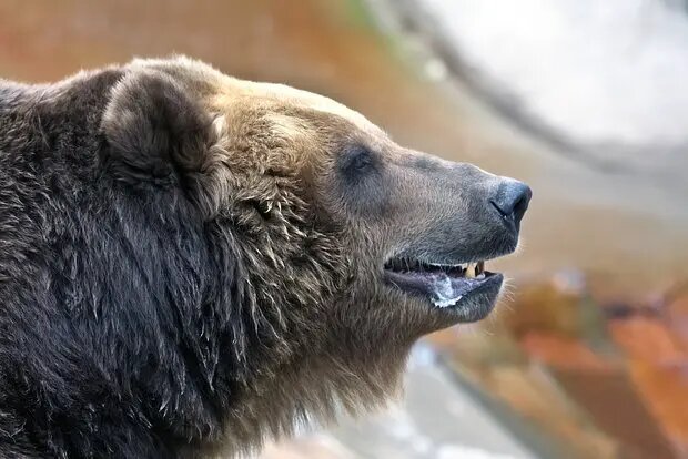    Источник: lenta.ru/ Елизавета Кошелева