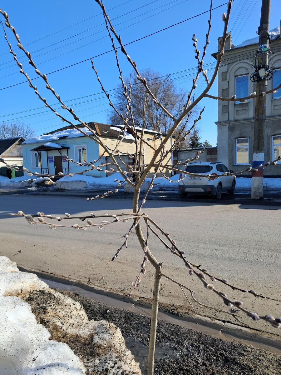 верба -фото Ауры