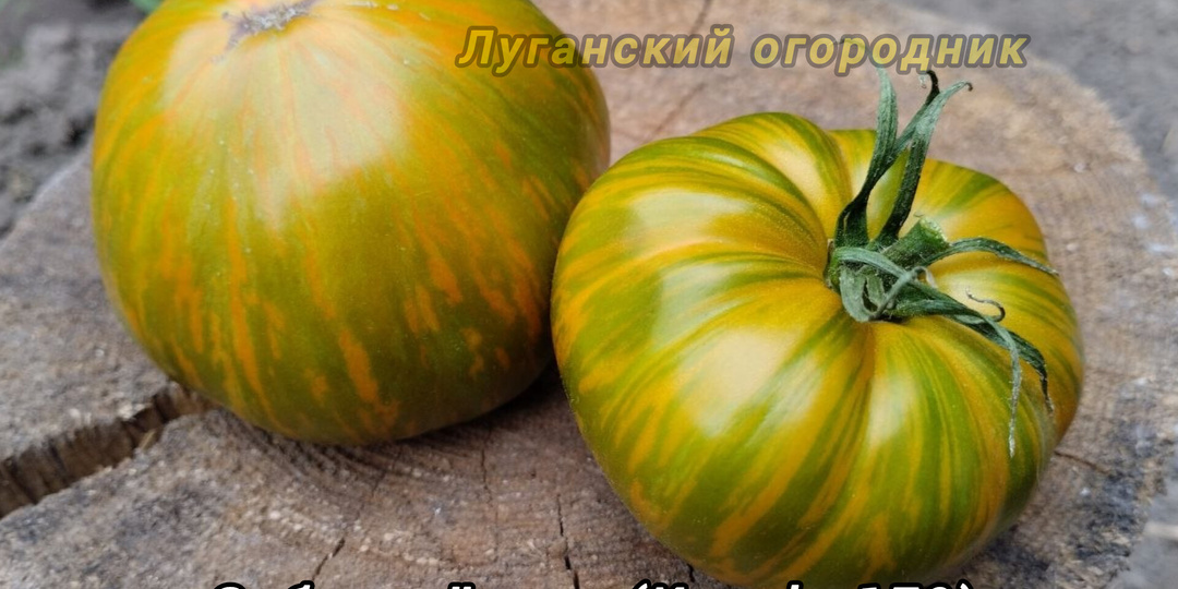 Томат Зебра жёлтая (Kozula 179). Характеристика и описание