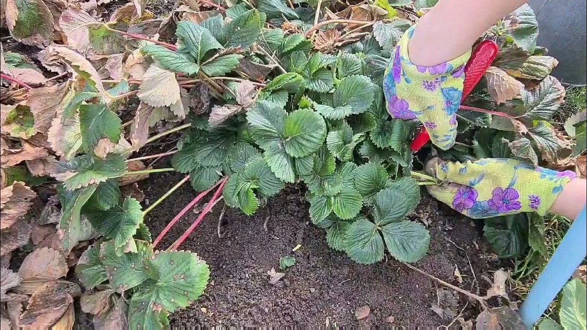 Обрезаем старые листья.