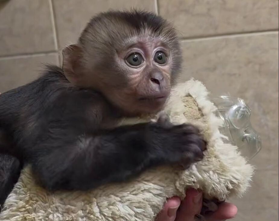    Ленинградский зоопарк / Telegram