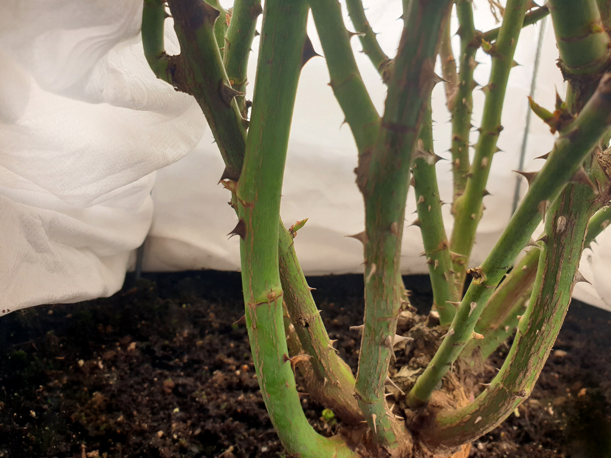 Проснувшиеся почки на розе.