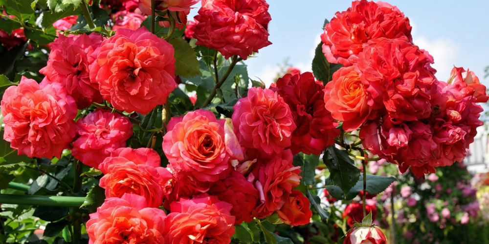 Роза Мидсаммэ. Источник фото: https://sankt-peterburg.pitomnik-rose.ru/product/roza-midsame