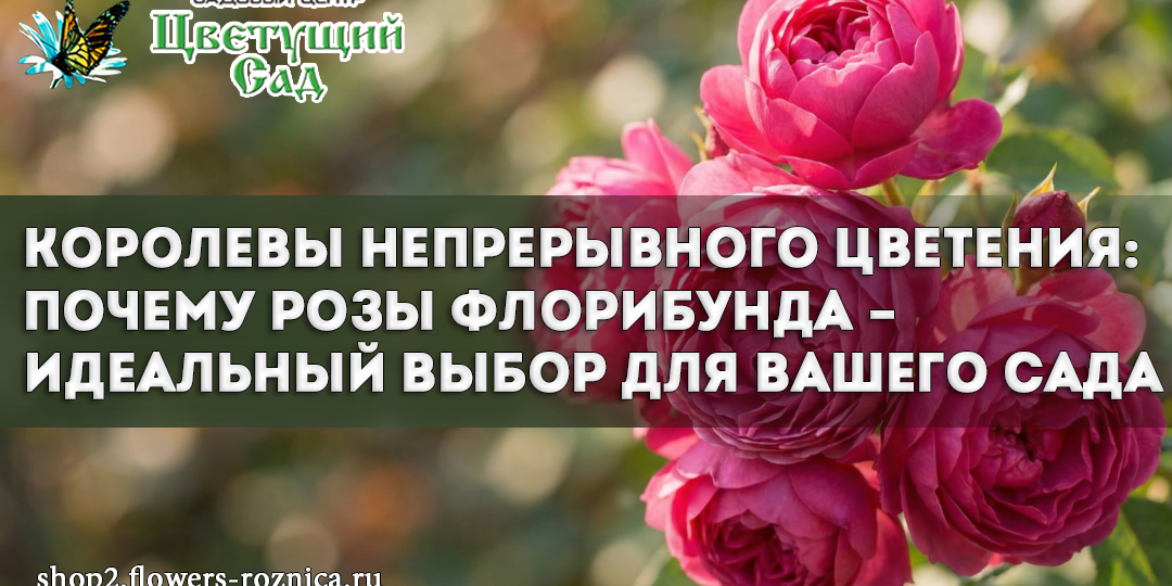 Королевы непрерывного цветения: почему розы флорибунда – идеальный выбор для вашего сада