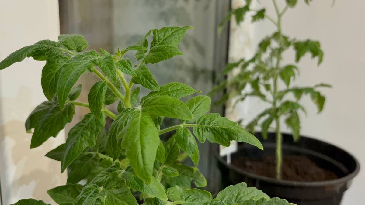 автор Амурский огород