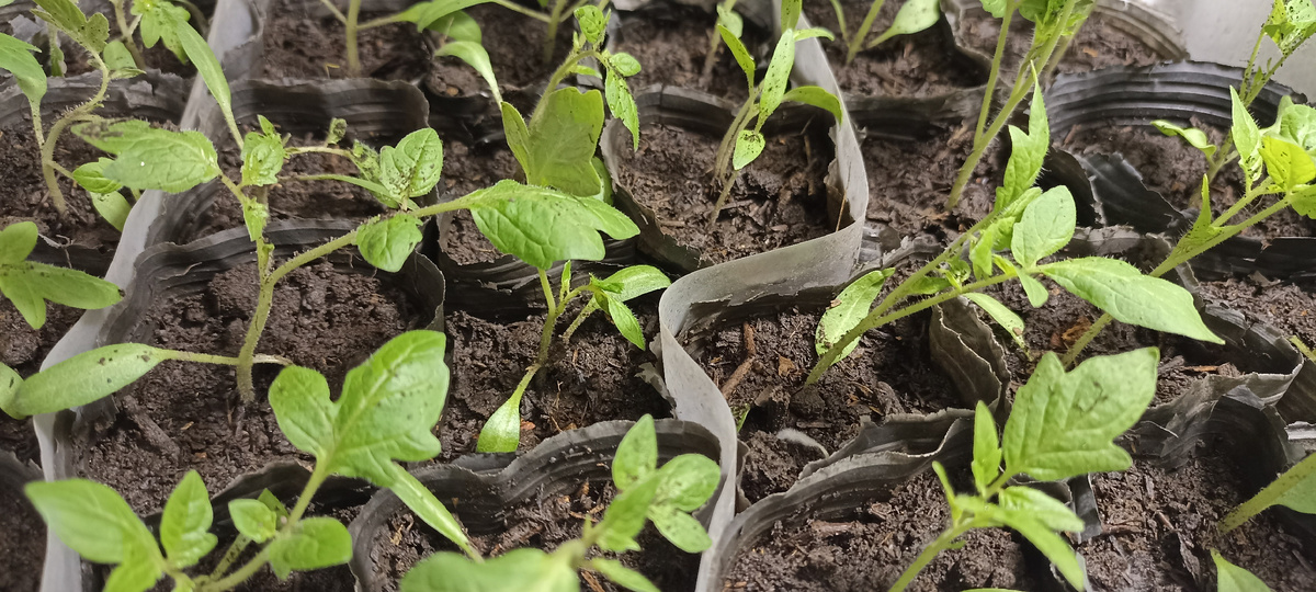 автор Амурский огород