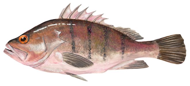 Acanthistius patachonicus