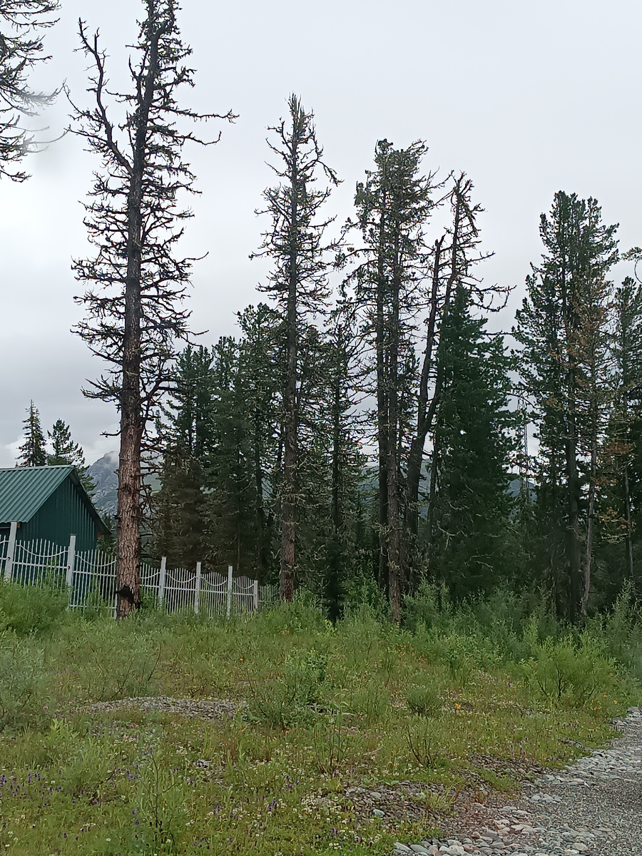 Где-то в окрестностях визит-центра Ергаки