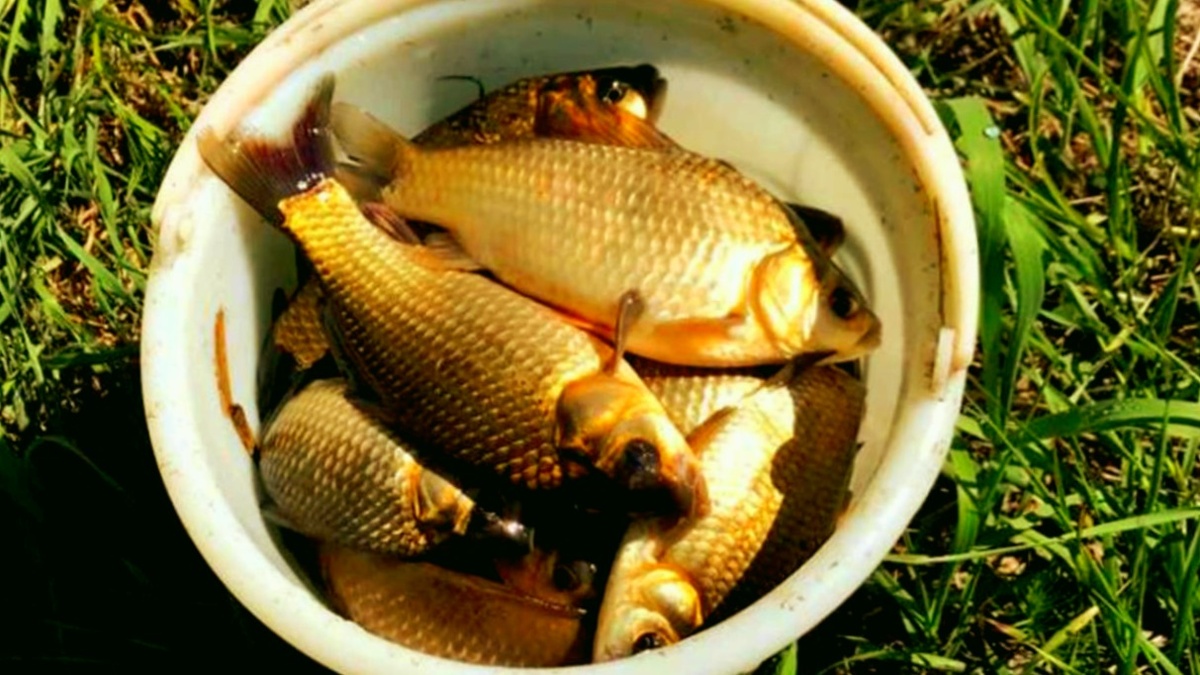 Ведро карасей