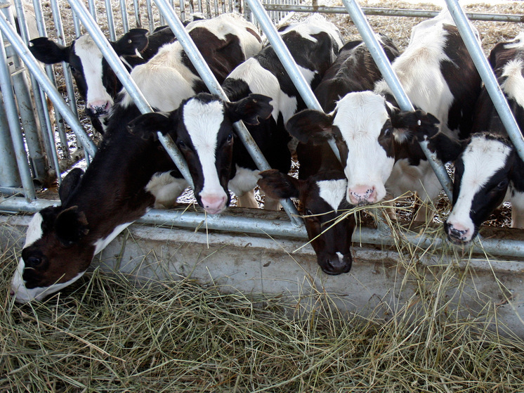   Геннадий Черкасов