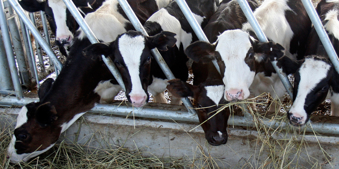 Эксперты в студии МК ТВ разрушили миф о пастереллезе и рассказали, что на самом деле ведет к изъятию скота