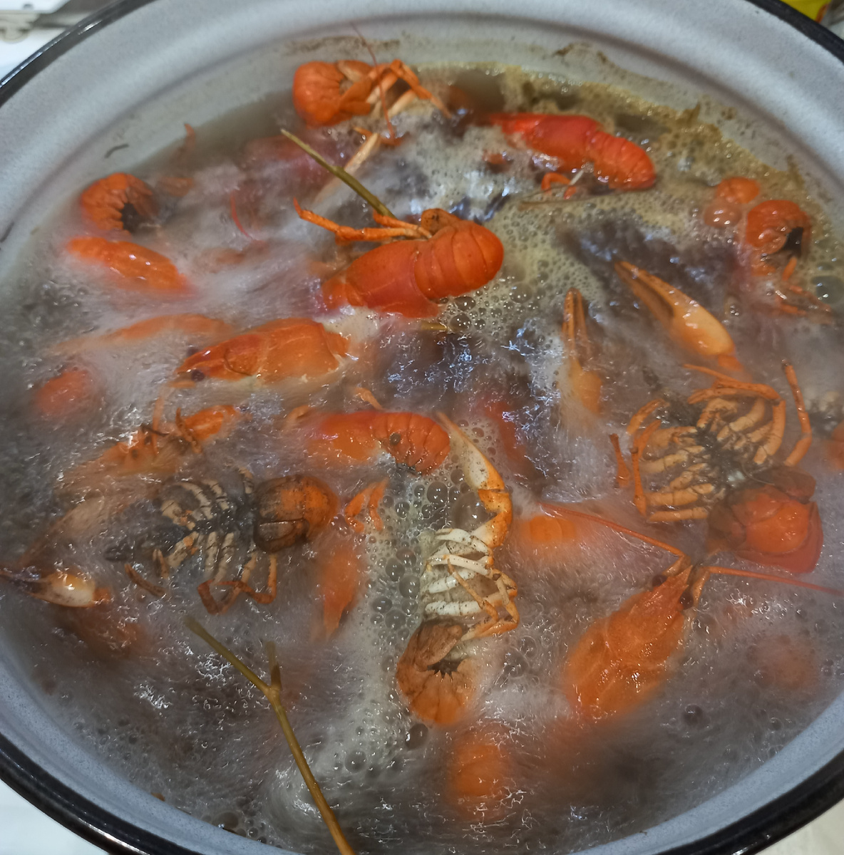 Ведро раков это круто!