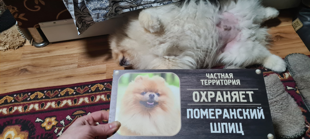 Бадди нас охраняет.))