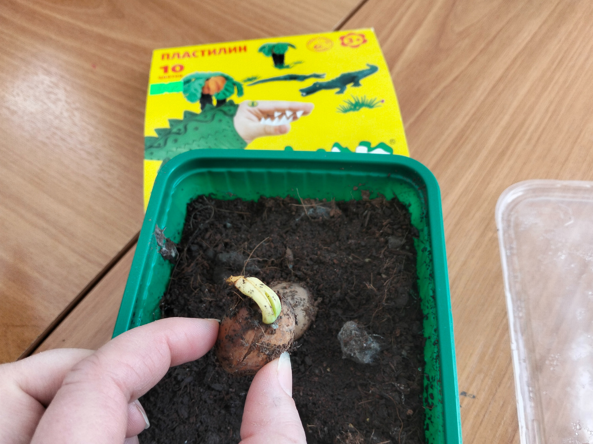 Проклюнулся орешек цикаса