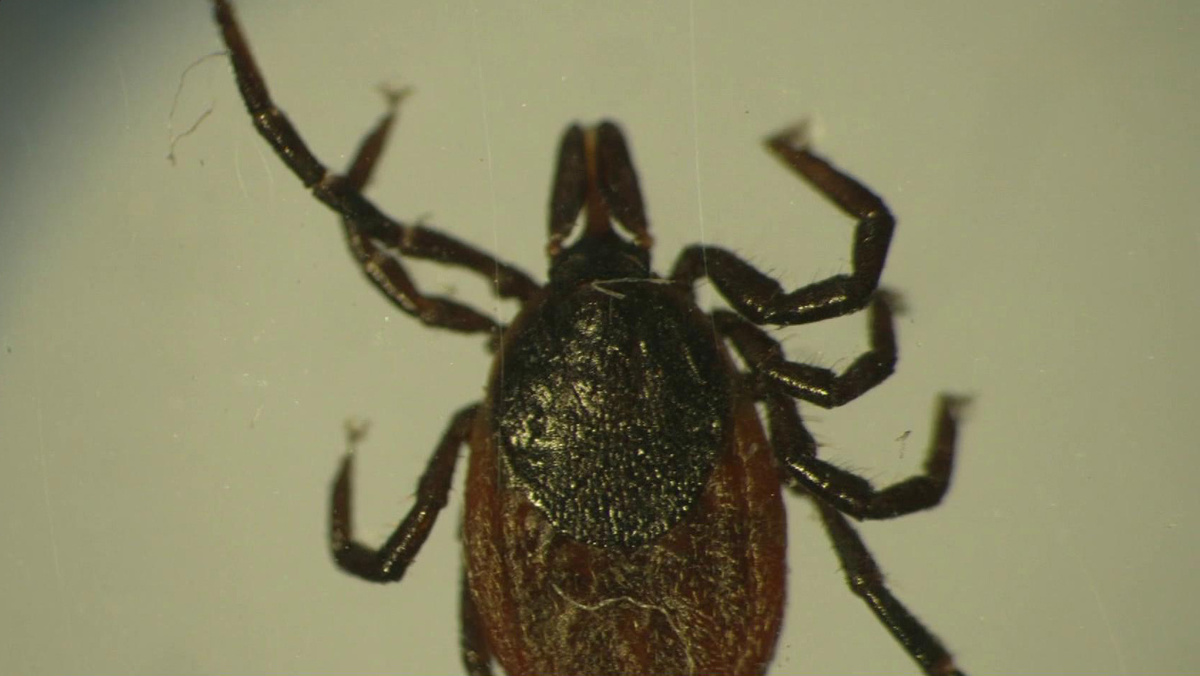    Первый канал