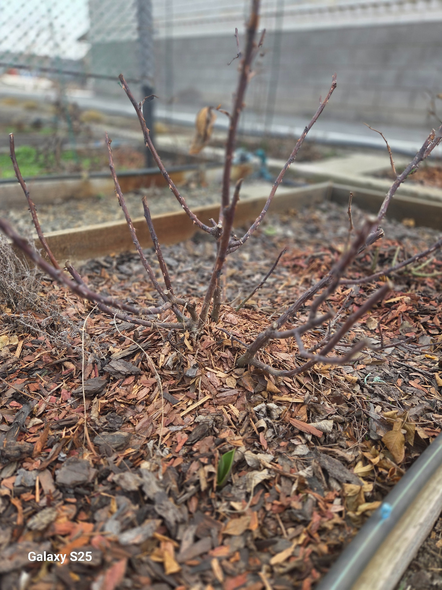 Черная роза Ориент Экспресс. Вымерзла? Фото: Зеленая леди,  сад,  семья и томатный сок