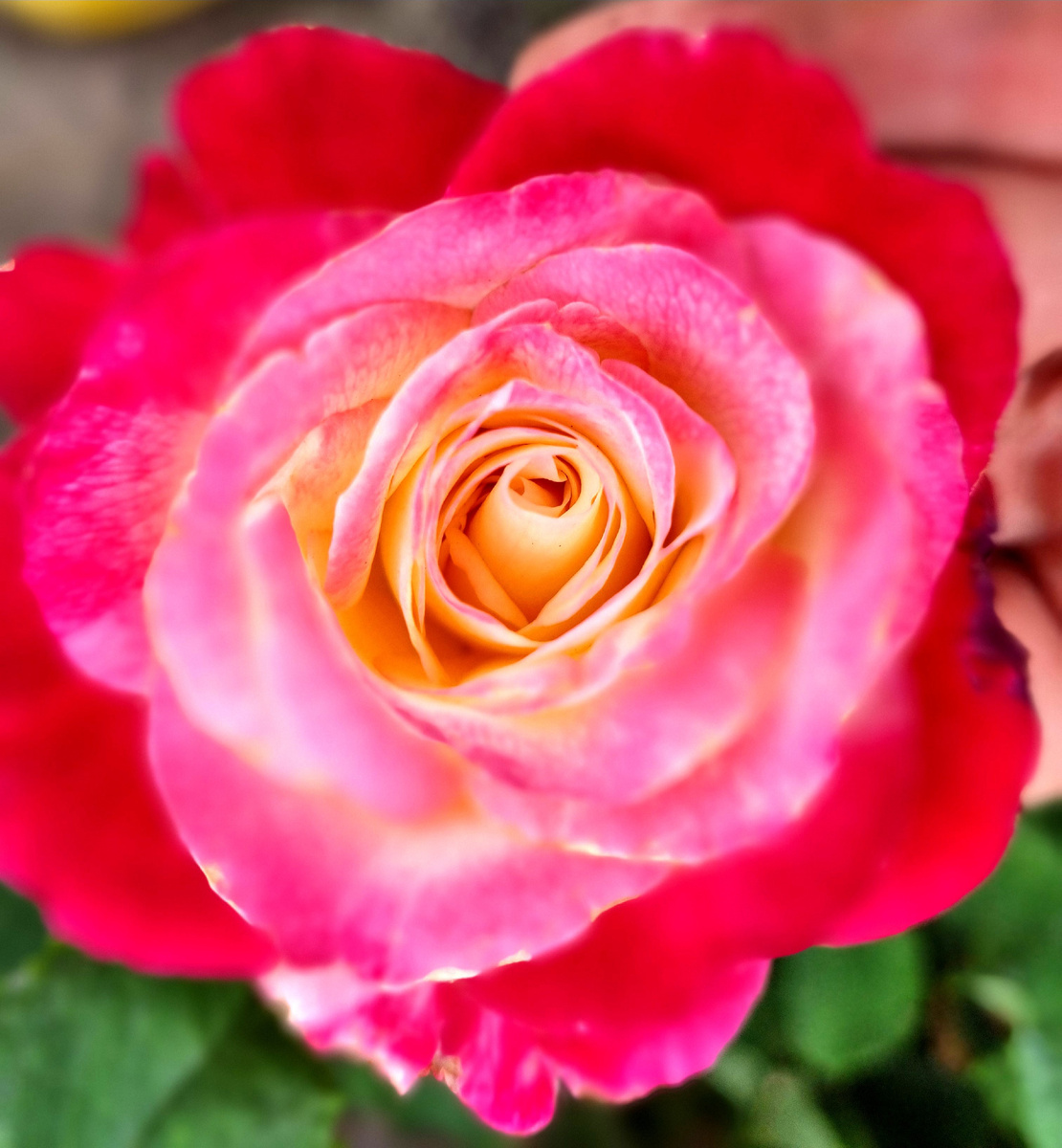 Цветение розы летом. Фото: Зеленая леди, сад, семья и томатный сок