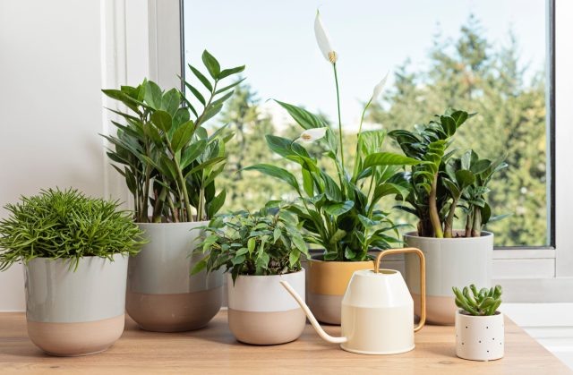 Ваши растения стоят не у того окна? Рассказываем как надо  📷
