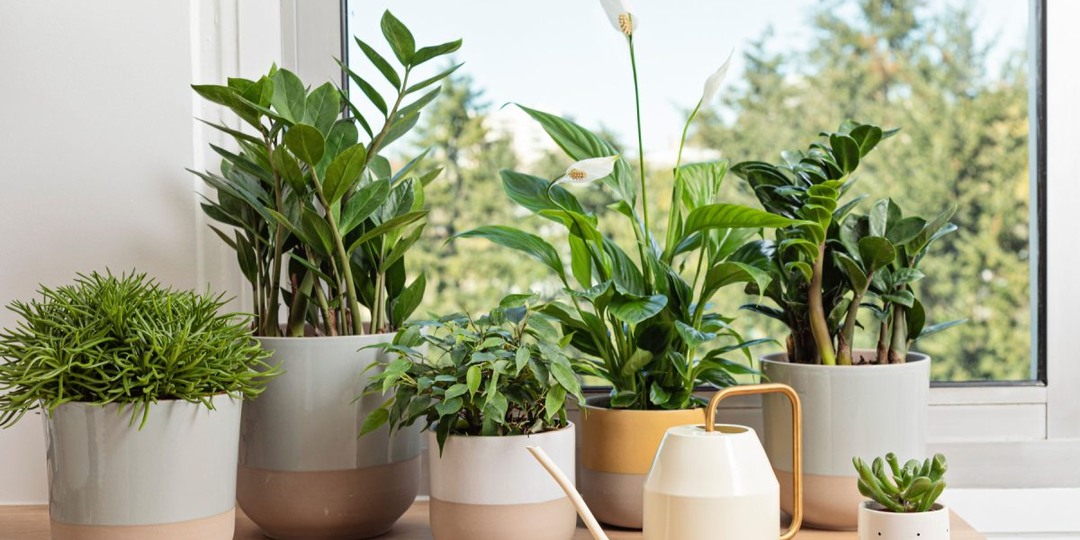 Ваши растения стоят не у того окна? Рассказываем как надо