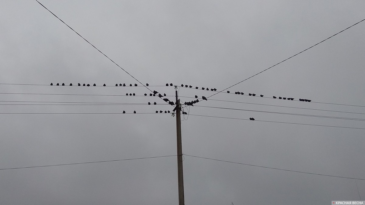     Птицы на проводах   
Павел Редин © ИА Красная Весна