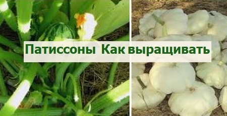выращивание патиссонов