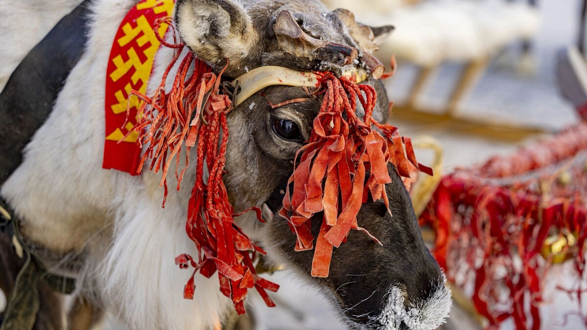    Фото: Никита Погодин/«Ямал-Медиа»