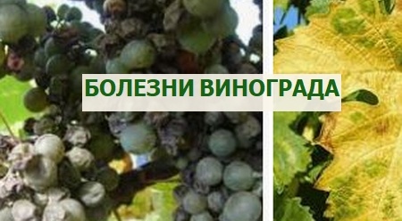 болезни винограда