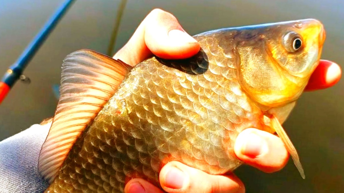 Карась хорошо отзывается на правильную прикормку