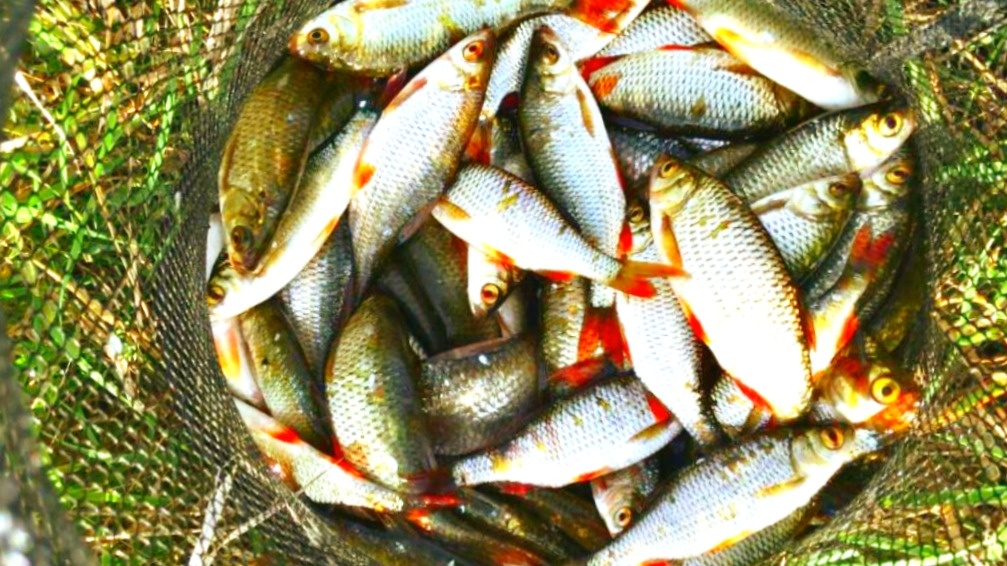 Хорошо прикормил - плотвы наловил