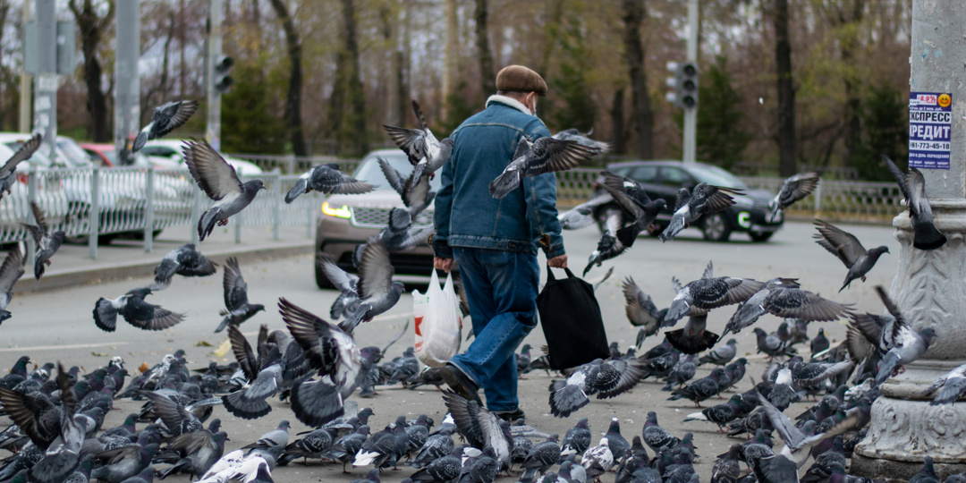 Россиян предупредили о штрафах за кормление голубей у дома