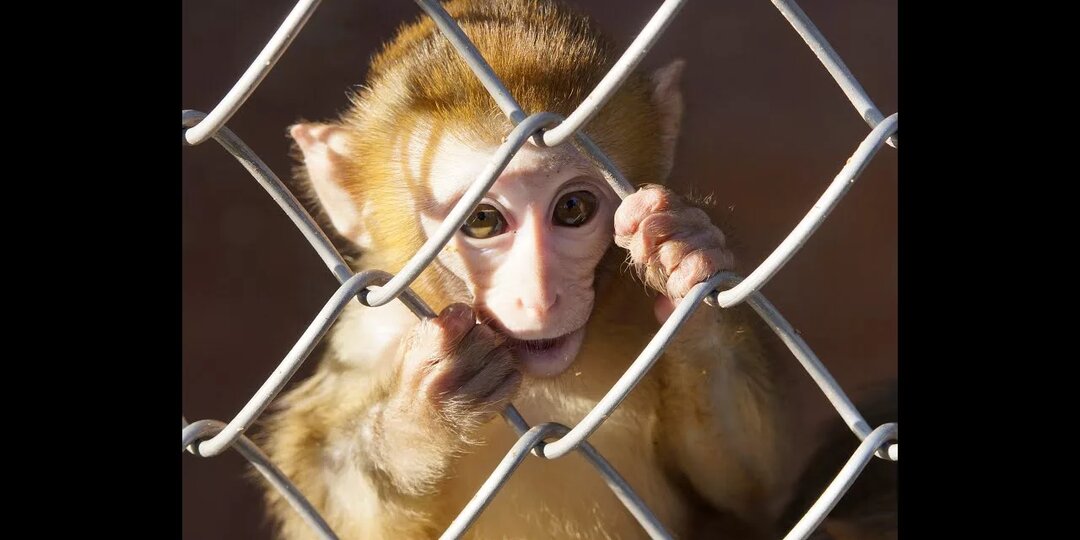 Сухумский питомник обезьян: идти или нет