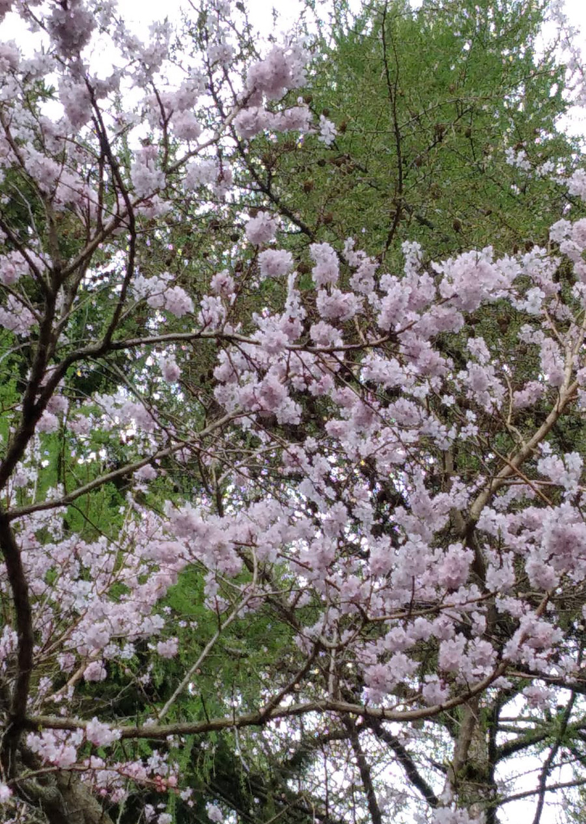    Официальный сайт Национального парка «Плещеево озеро»