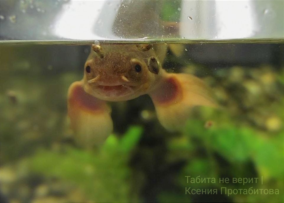 В #Рыбныйчетверг с нами снова полиптерус Василий