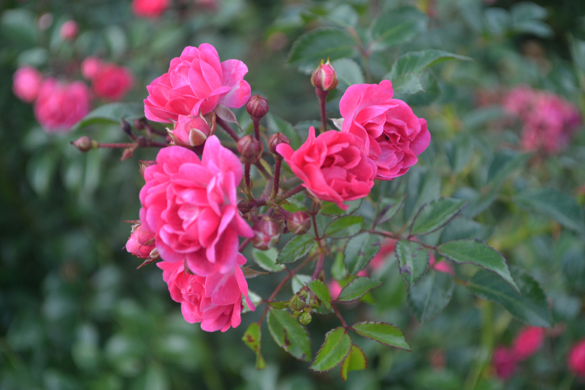 Фото автора канала 