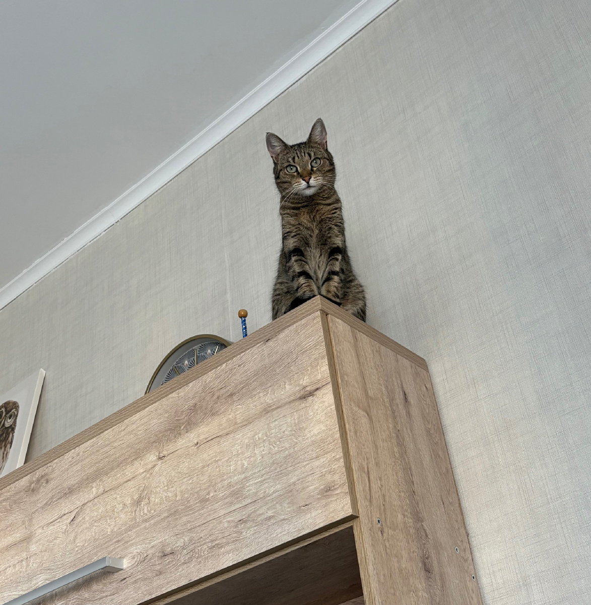 Когда эта женСЧЫна уже узбагоится?? Мне вот чайки покою не дают, летают и летают, и я ничего, терплю, забралась повыше только, чтобы не унесли