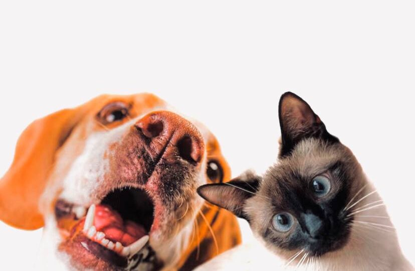 Как нарцисс относится к животным - и что это говорит о его отношении к вам. Объясняет психолог