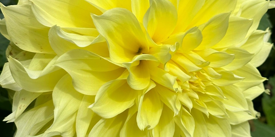 Георгин Кельвин Флудлайт Dahlia Kelvin Floodlight