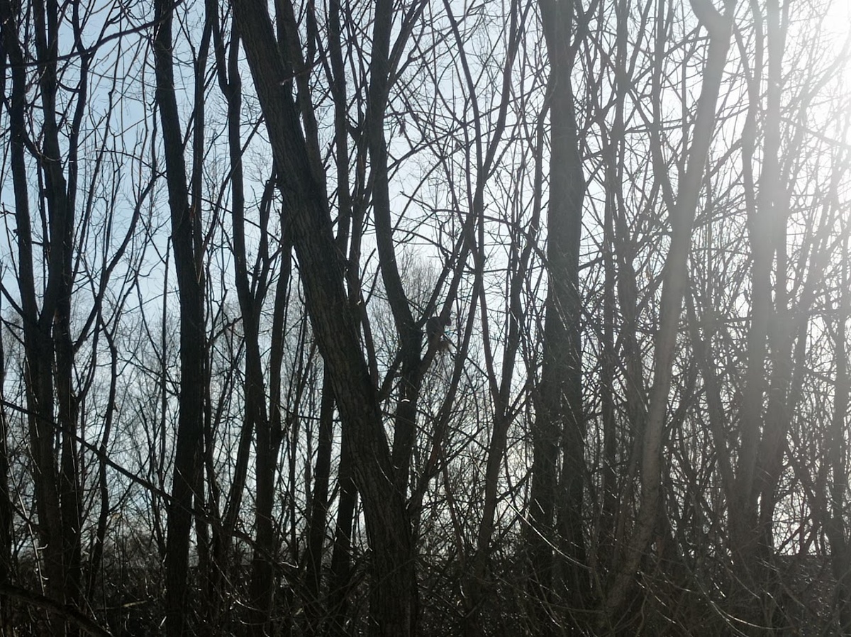 Просто поверьте - тут есть белка!