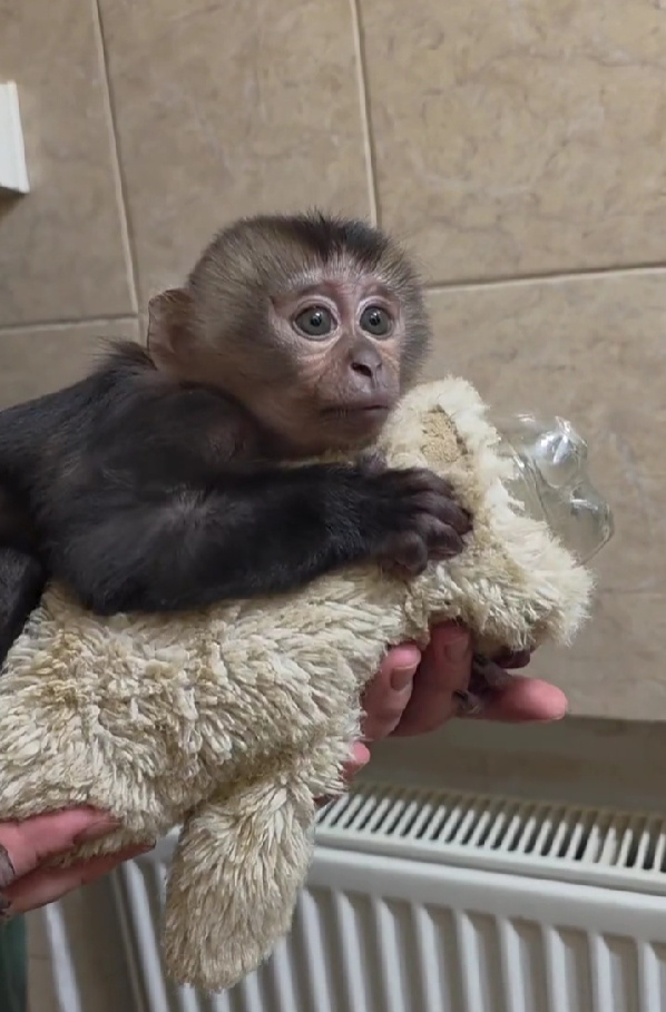    скриншот видео max.ru/id7813671209_gos