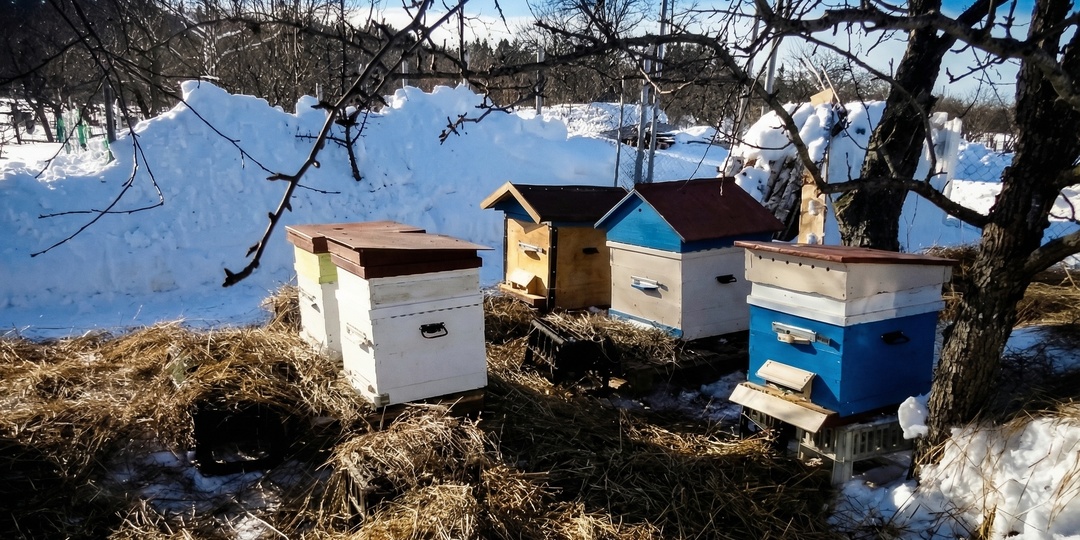 Рекомендации по приготовлению и применению отвара КАС-81 и настойки красного перца (для стимуляции развития пчёл и профилактики Варроа)